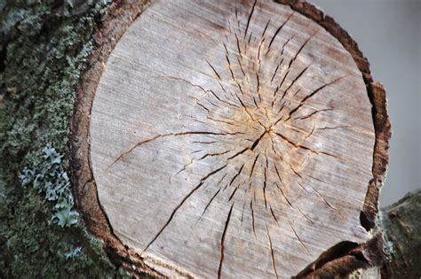 Exploding Trees Video 的图像结果