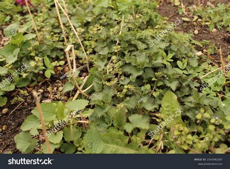Stinging Nettle Tree 的图像结果