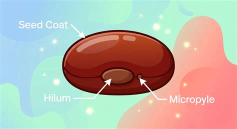 Structure of Seed: Class 11 Biology NEET Study Guide | NeetQ