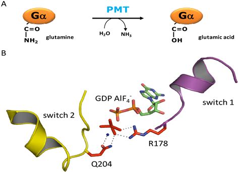 Pasteurella multocida Toxin Activates Various Heterotrimeric G Proteins ...