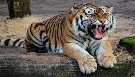 Dampa Tiger Reserve Guide To Discover Wildlife Adventure