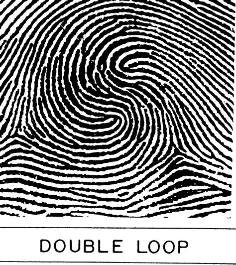 Image result for Loop Fingerprint