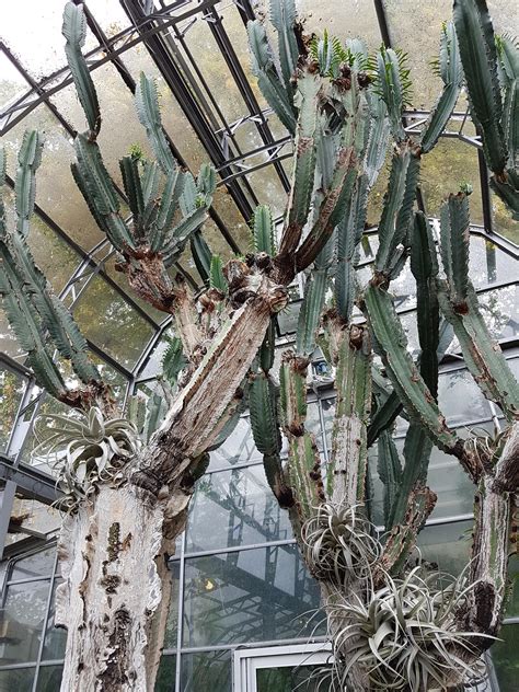 Colossal Euphorbia abyssinica with bonus Tillandsia xerographica! : r ...