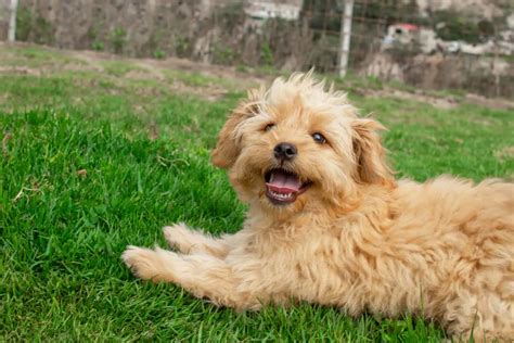 The Goldendoodle Lifespan: How Long Do Goldendoodles Live?