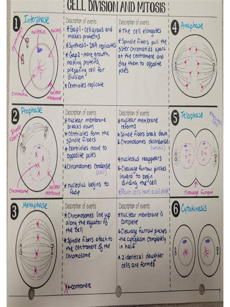 Cell Cycle and Division Notes 的图像结果
