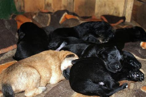 Tiere Kleinanzeigen Wüstenfelde Anzeigenmarkt Wüstenfelde