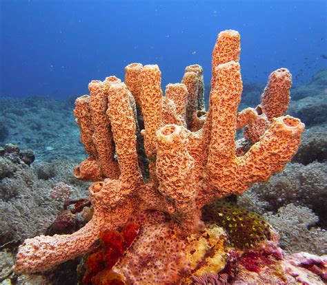 Types Of Sea Sponges