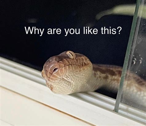 A Quick Guide to Snakes : r/Sneks