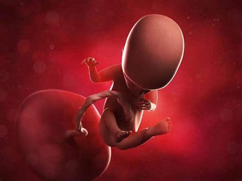 怀孕9周，没有胎心_从昨天下午检查被医生告知胚胎可能暂停发育_宝宝树
