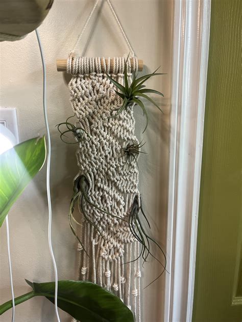 How to Display Air Plants On MDF 的图像结果