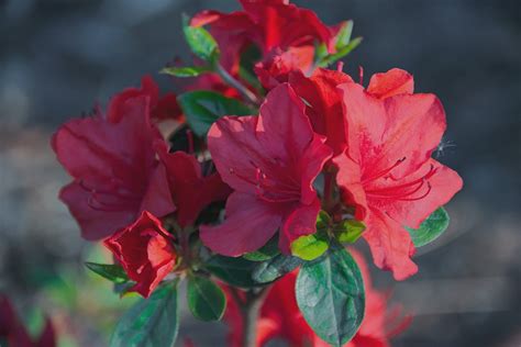 Nova Zembla Rhododendron Shrub (1 Gal) - Vibrant scarlet blossoms cont ...