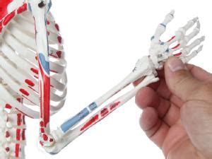 Myaskro® Human Skeleton Model 85CM Tall Painted Muscle Insertion and ...