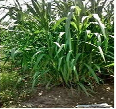 MGBN THE PATH FOR THE HEALTHIER LIFE WITH BEAUTY Super Napier Grass ...