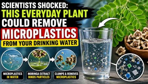 Scientists shocked: This everyday plant could remove microplastics from ...