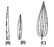 The Leaf: Types of Leaves, Phyllotaxy, Venation and Modifications of ...