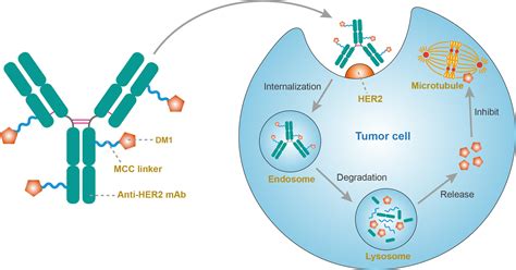 Ado Trastuzumab Mechanism Of Action