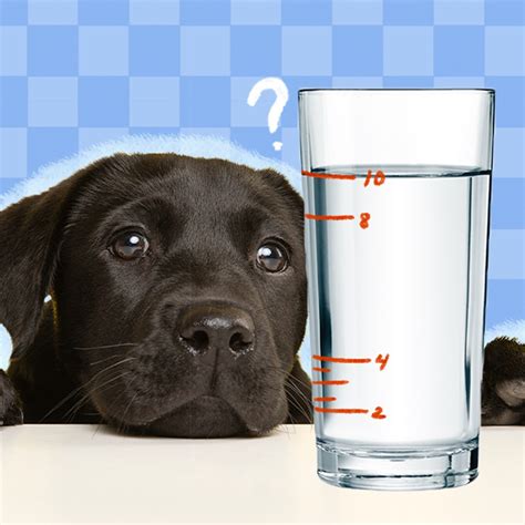 Is It Okay For Dogs To Drink Cold Water at George Redden blog