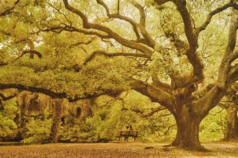 What Is A Live Oak Tree