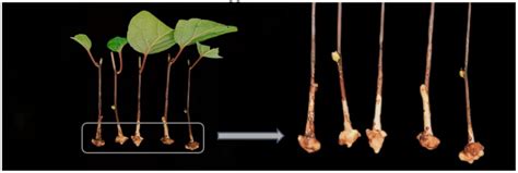 Study on the Rooting Physiological Mechanism of Schisandra chinensis ...