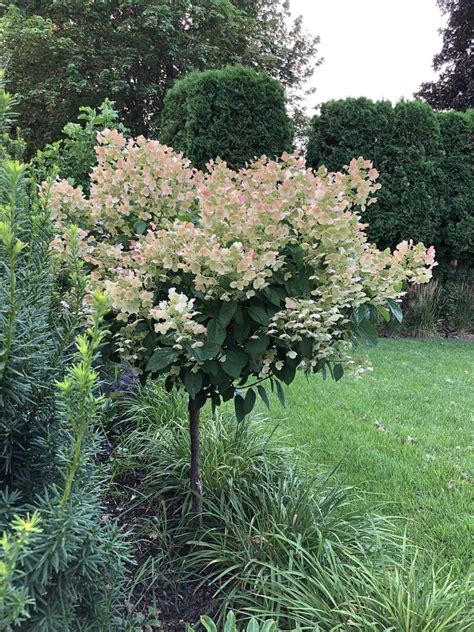 Hydrangea Paniculata Grandiflora Tree Full Sun | Woodleigh Nursery