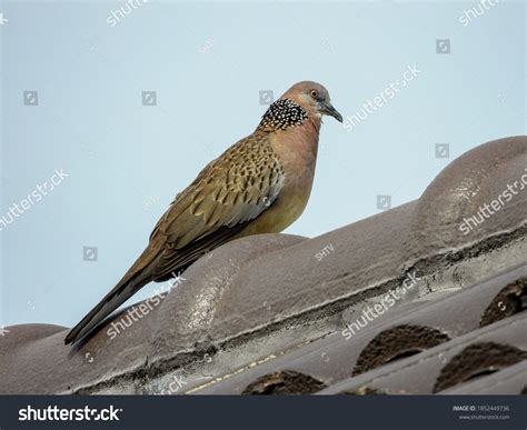 432 imágenes de Lace neck dove - Imágenes, fotos y vectores de stock ...