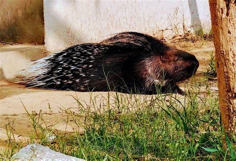 SANJAY GANDHI BIOLOGICAL PARK (2026) All You Need to Know BEFORE Going ...