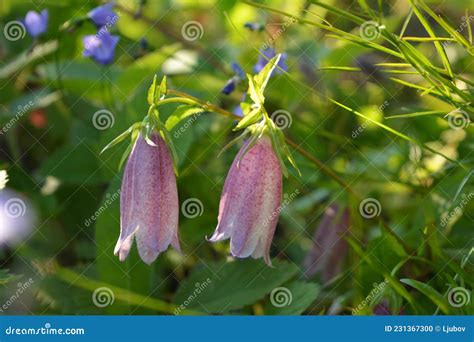 The Bell-shaped Flowers of Campanula Punctata. Spotted Bellflower on ...