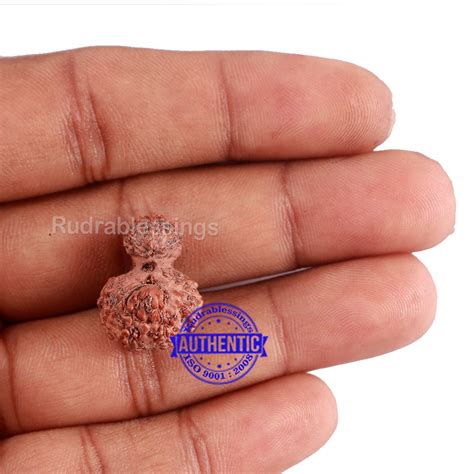 Indonesian Garbh Gauri Rudraksha - Bead No. 2 – Rudra and Sons