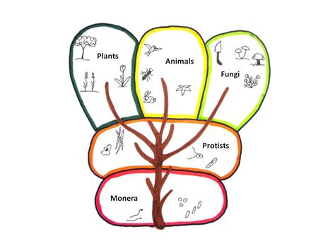 Image result for Five Kingdoms of Life Examples