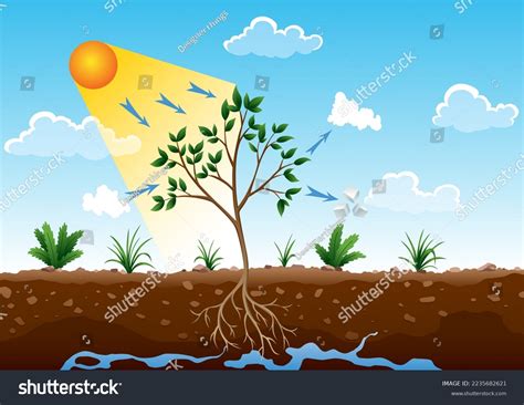 Do Trees Produce More Oxygen Than Plants at Francisco Donnelly blog