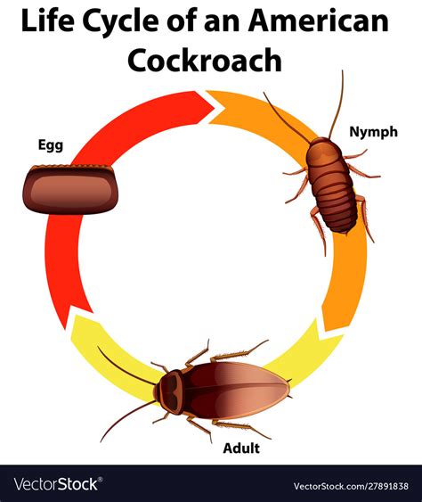 Reproduction in Cockroach 的图像结果