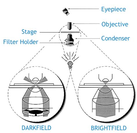 DarkField Microscope 的图像结果