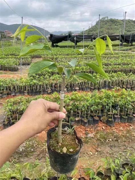 奇楠沉香树苗怎样种植?奇楠苗种植方法-种植技术-中国花木网