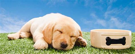 刚出生的棕色小狗脸上有快乐的刚出生棕色小狗脸上有快乐睡觉着了犬类高清图片下载-正版图片307604358-摄图网