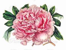 peony clipart peony instant digital downloads collage sheet pink peony clipart peony instant digital downloads collage sheet pink