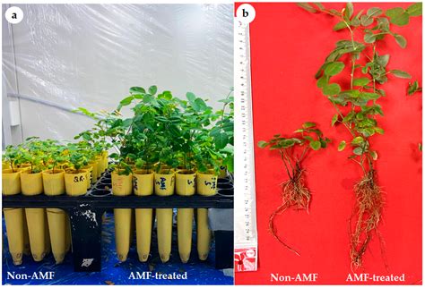 Biological Acclimatization of Micropropagated Al-Taif Rose (Rosa ...