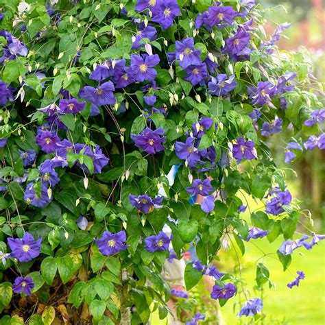Climbing Perennial Flowering Plants