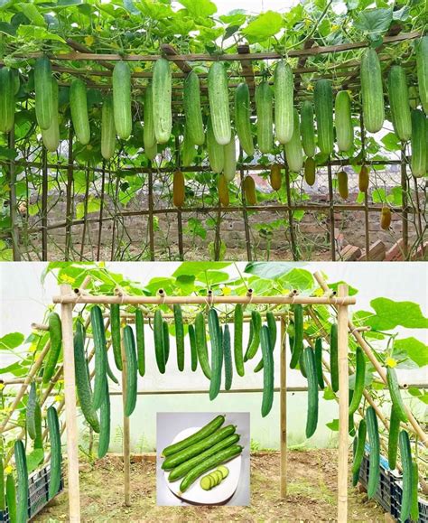 Secrets of Growing Cucumbers With Many Fruits, From A To Z, Harvest After Only 1 Month – Garden ...