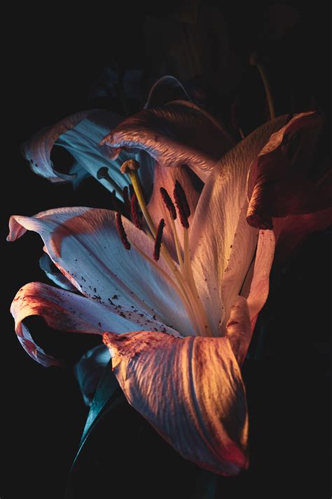 Image result for High-Rise Derby