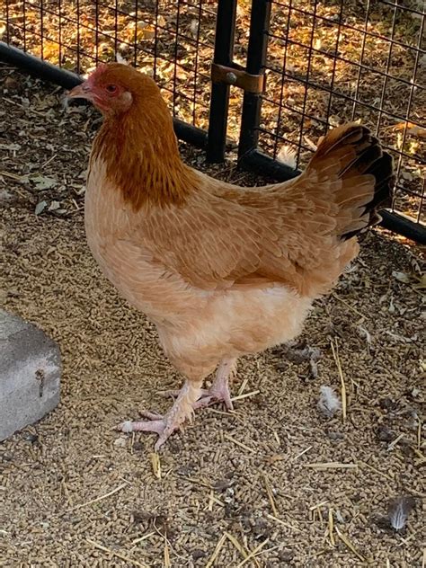 French Wheaten Marans Chicks for Sale | Cackle Hatchery®