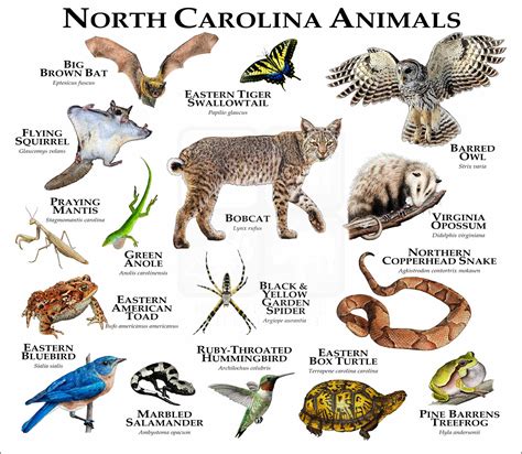 North Carolina Wildlife List