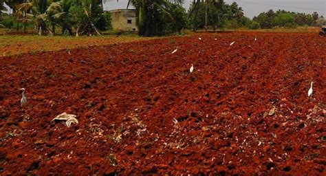 4.5 Acre Agricultural/Farm Land for Sale in Tenkasi, Tirunelveli - by ...