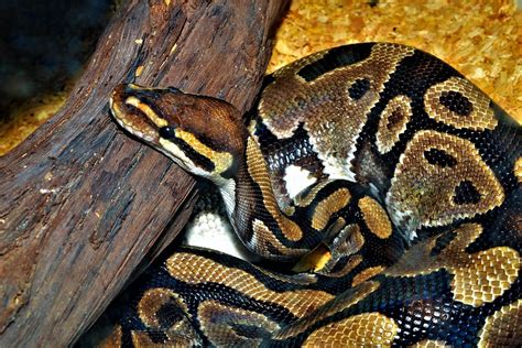 Image result for Python Snake Terrarium