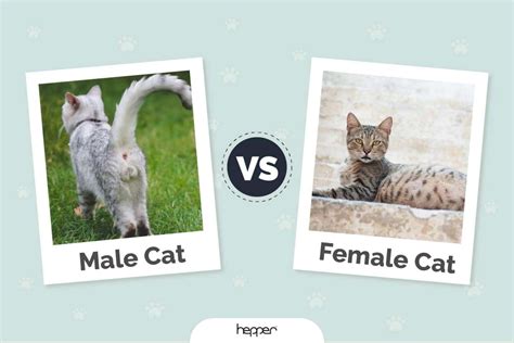 Difference Between Male And Female Cat Anatomy at Denise Reyes blog