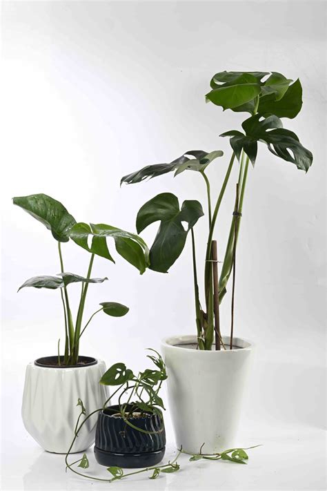 Large Green Plants