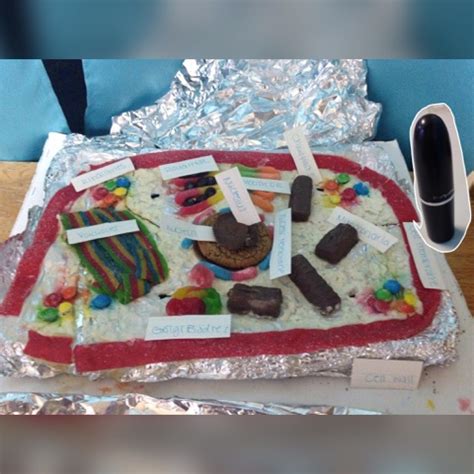 Image result for Cell Model Project Examples