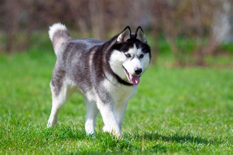 Siberian Husky | Breed Guide, Price, Temperament, Lifespan