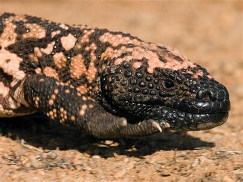 Gila Monster Lizard