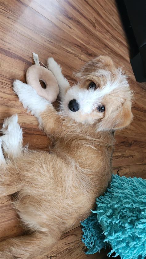 Welsh Corgi Poodle Mix