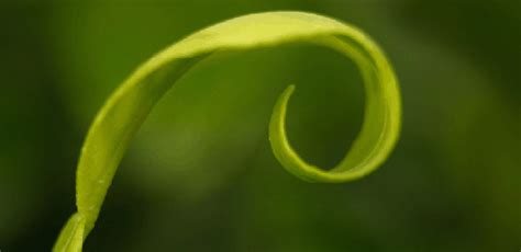 Image result for Vegetative Pathogens